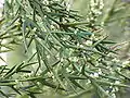 Colletia spinosissima