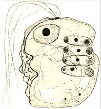 Collodictyon,das sich u. a. vier Scenedesmus einverleibt hat