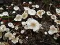 Seidiger SklerotienrüblingCollybia cirrhata