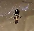 Eine andere Gyne von Colobopsis truncata