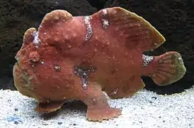 Commersons Anglerfisch