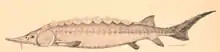 2001 Europäischer Stör
