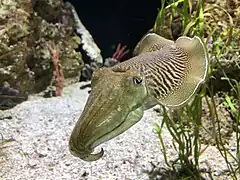 Gewöhnlicher Tintenfisch