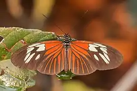 H. erato amazona