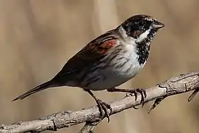 Rohrammer (Common reed bunting)