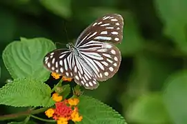 Pareronia valeria