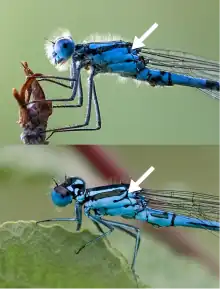 Der Vorderkörper zweier blau gefärbter Kleinlibellen; mit einem Pfeil ist jeweils die zu vergleichende Stelle gekennzeichnet.