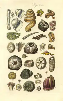 Bildtafel aus A Conchological Manual. 1839