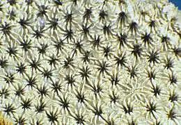 Convexastrea sexradiata