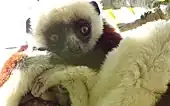 Coquerel-SifakaPropithecus coquereli