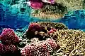 Korallenriff Palmyra Atoll