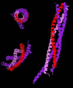 Synaptobrevin-1
