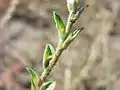 Schmalflügeliger Wanzensame (Corispermum leptopterum) (2012)