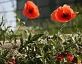 Klatschmohn im Augarten