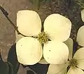 Pseudanthium des Asiatischen Blüten-Hartriegels (Cornus kousa) mit vier kronblattartigen Brakteen.