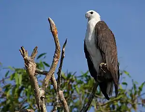 Weißbauchseeadler