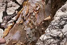 Boswellia sacra
