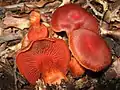 Zinnoberroter Gürtelfuß (Cortinarius cinnabarinus)