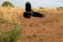 Fliegender Weißhalsrabe mit Schlange im Schnabel