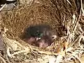 Junge Kaprötel im Nest