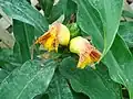 Costus pictus