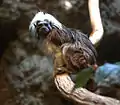 Lisztaffe (Saguinus oedipus)