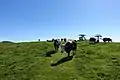 Kuhhaltung auf der Montagne de Semnoz