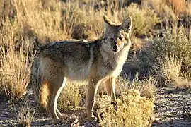 Kojote (Canis latrans)