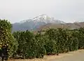 Orangenplantage in Kalifornien