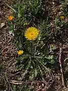 Crepis spp. (Crepis dioscoridis, Crepis rubra, Crepis sancta)