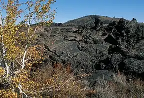 Amerikanische Zitterpappel vor Lava