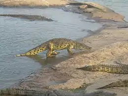 Zwei Reptilienarten mit typischem „Echsenhabitus“, die mit den Lacertiliern eher entfernt verwandt sind. Links: Nilkrokodil (Crocodylus niloticus). Rechts: † Belebey vegrandis (Lebendrekonstruktion), ein Vertreter der Parareptilien aus dem Perm von Russland.