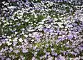 Blühende Krokusse (Crocus napolitanus) – neben den violetten Krokussen finden sich auch fast weiße Exemplare