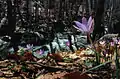 Crocus corsicus (F)