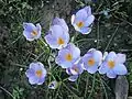 Crocus imperati 'De Jager'