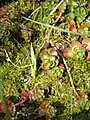 Knospen