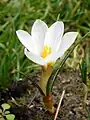 Crocus malyi (F)