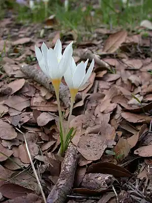 Crocus ochroleucus (H)