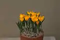 Crocus olivieri  (F)