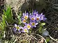Crocus sieberi (F)