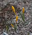 Crocus sieheanus  (F)