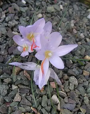 Crocus tournefortii (H)