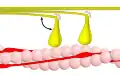 Phase 1 – Myosin (gelb) bindet an Aktin (rosa). Dies wird durch Konformationsumwandlung des Tropomyosins möglich, das so die Bindestellen des Aktins für Myosin freigibt. Diese Konformationsumwandlung des Tropomyosins wird durch Bindung von Ca2+-Ionen an Troponin ausgelöst. Der angedeutete Winkel beträgt etwa 90°.