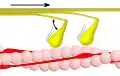 Phase 2 – Myosinköpfchen (gelb) spalten ATP zu ADP und Phosphat und führen dabei ihren Kraftschlag aus. Das gebundene Aktin wird dabei in Richtung des Kraftschlags verschoben. Der angedeutete Winkel beträgt etwa 50°.