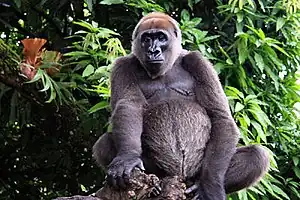 Takamanda-Nationalpark