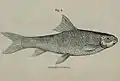 Crossocheilus diplochilus (Heckel, 1838) illustriert von Reginald Beavan