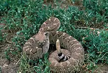 Rasselnd drohende Texas-Klapperschlange (Crotalus atrox)