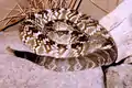 Schwarzschwanz-Klapperschlange (Crotalus molossus)