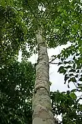 Croton stelluliferus