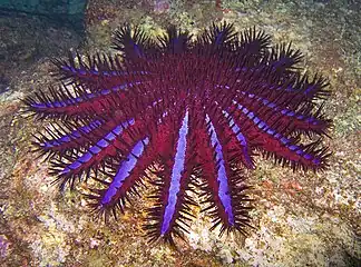 Acanthaster planci